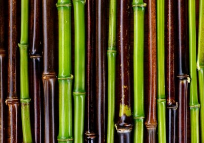 Tiges de bambou vertes et brunes