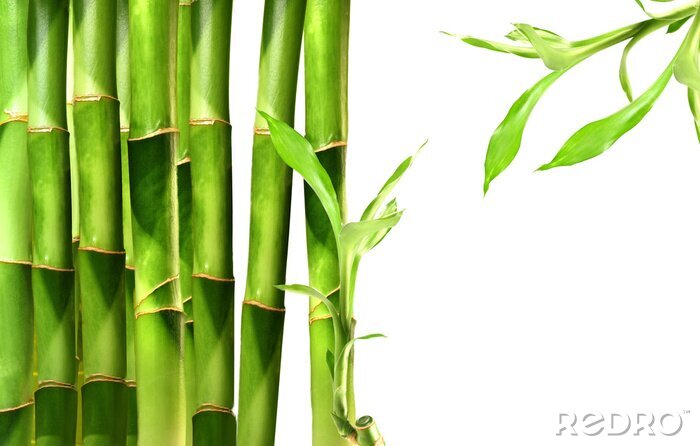 Poster  Tiges vertes de bambou 3D