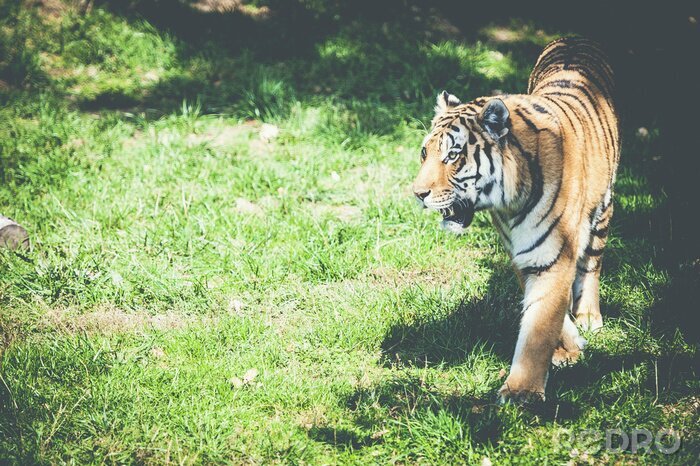 Poster  Tigre à rayures sur l'herbe