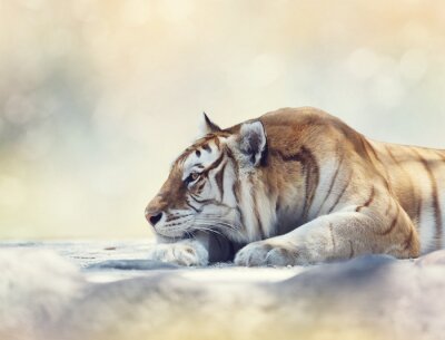 Tigre au repos sur un rocher