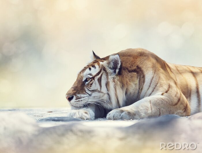 Poster  Tigre au repos sur un rocher