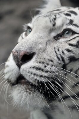 Poster  Tigre blanc animal sauvage