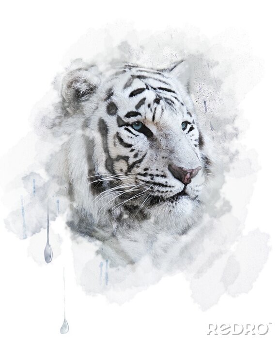 Poster  Tigre blanc aquarelle