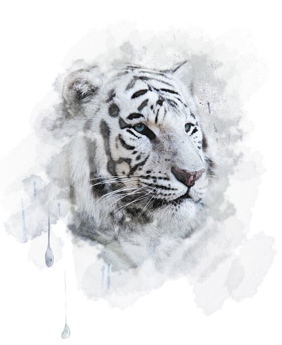 Poster  Tigre blanc aquarelle