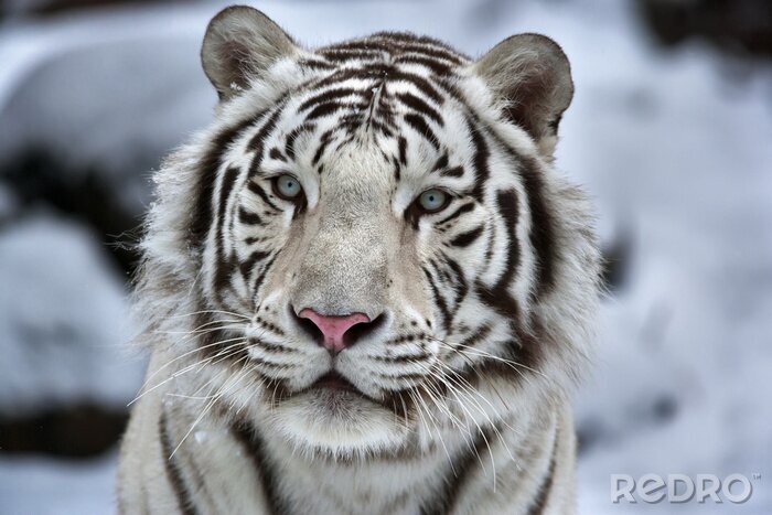 Poster  Tigre blanc en hiver