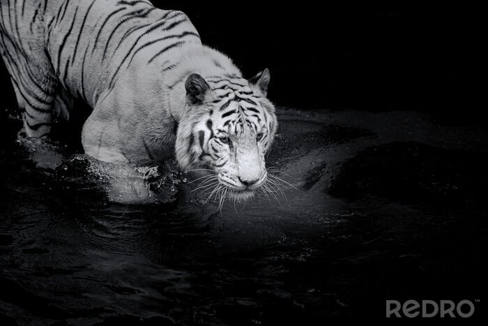 Poster  Tigre blanc marchant dans l'eau