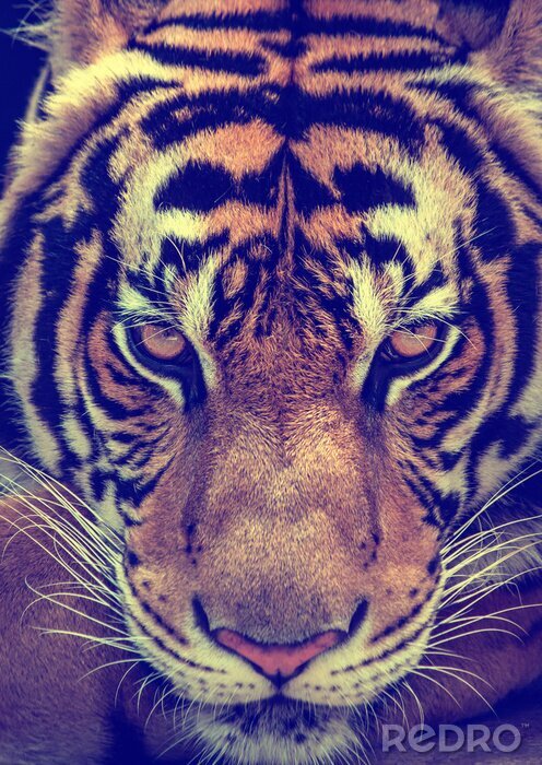 Poster  Tigre dangereux gros plan