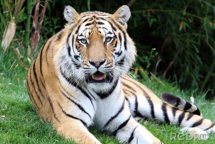 Poster  Tigre du Bengale assis sur l'herbe