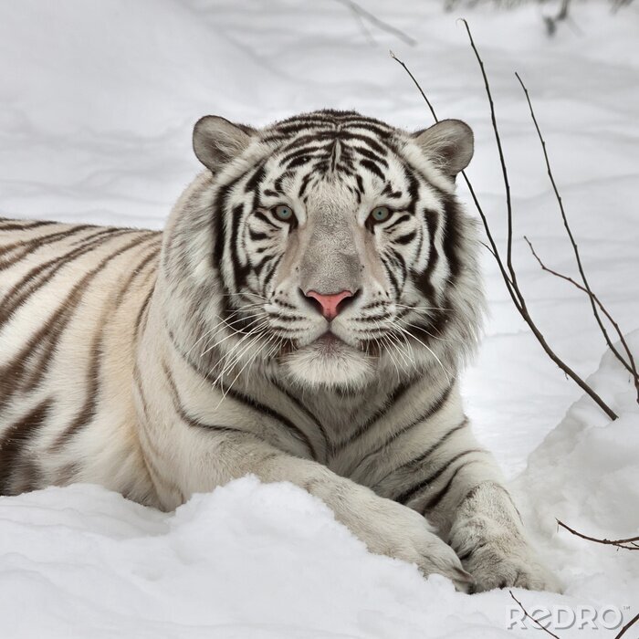 Poster  Tigre du Bengale dans la neige