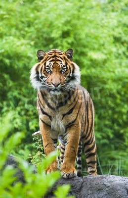 Poster  Tigre du Bengale sur fond de verdure