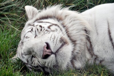 Poster  Tigre duveteux sur l'herbe