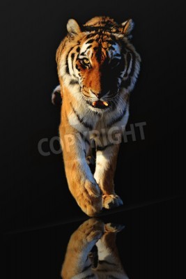 Poster  Tigre en mouvement sur fond noir