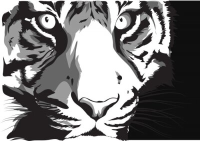 Poster  Tigre gris