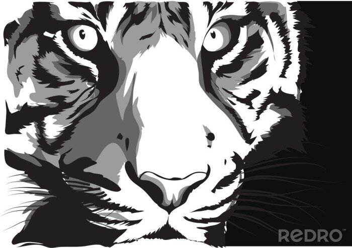 Poster  Tigre gris