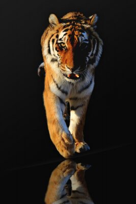 Poster  Tigre marche animal sauvage
