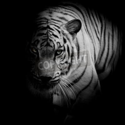 Poster  Tigre représentation en noir et blanc