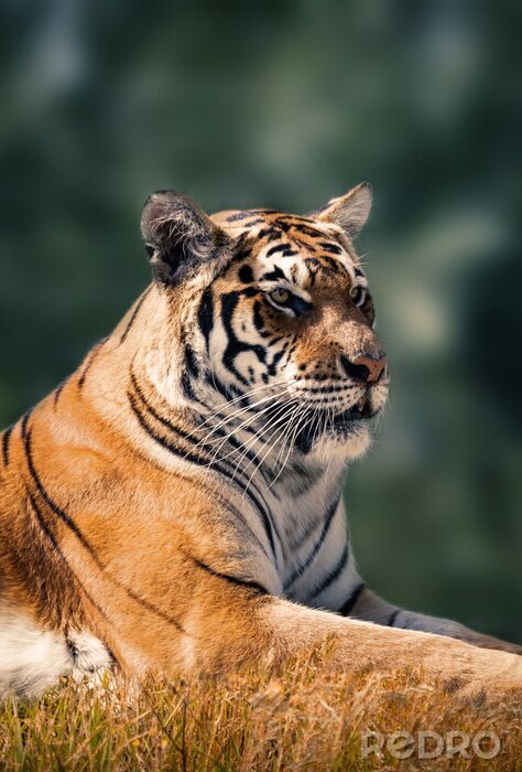 Poster  Tigre sur fond flou