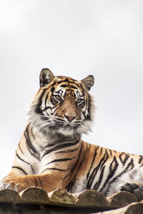 Poster  Tigre sur le ciel blanc