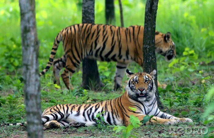 Poster  Tigres du Bengale dans la forêt