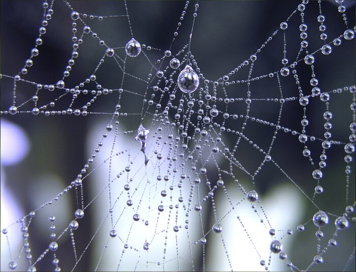 Poster  Toile d'araignée dans la rosée
