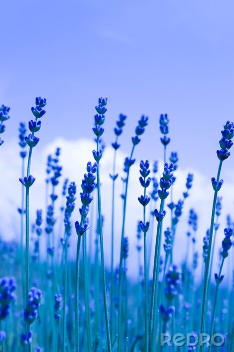 Poster  Toile de fond belle prairie de lavande sauvage violet. Un champ d'herbes violettes de lavandula qui fleurit dans une provence française.
