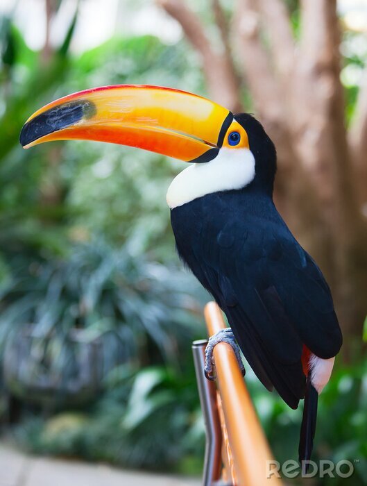 Poster  Toucan dans la jungle