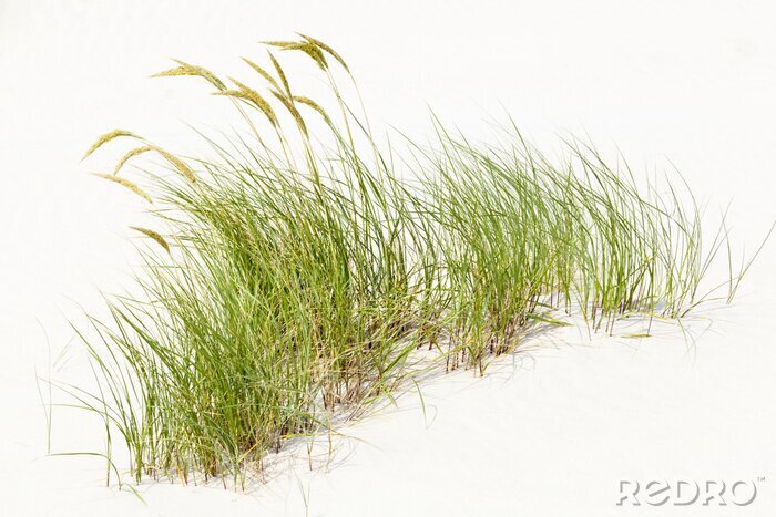 Poster  Touffe d'herbe dans le sable blanc