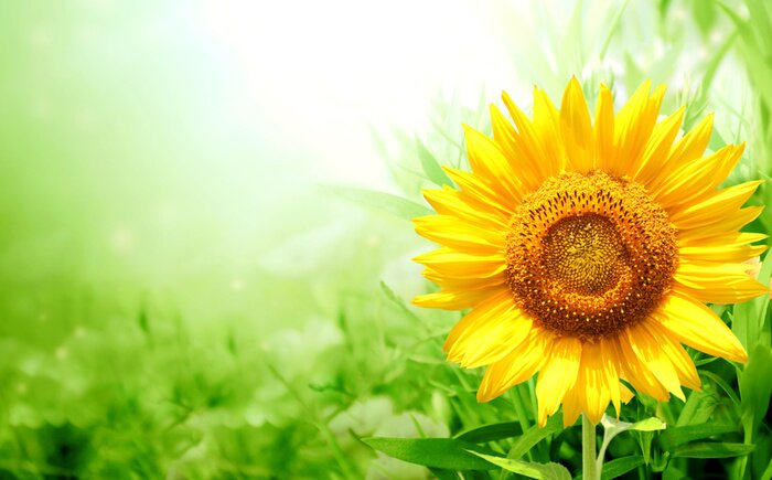 Poster  Tournesol et feuilles vertes