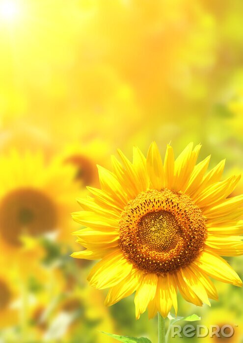Poster  Tournesol sur un fond jaune