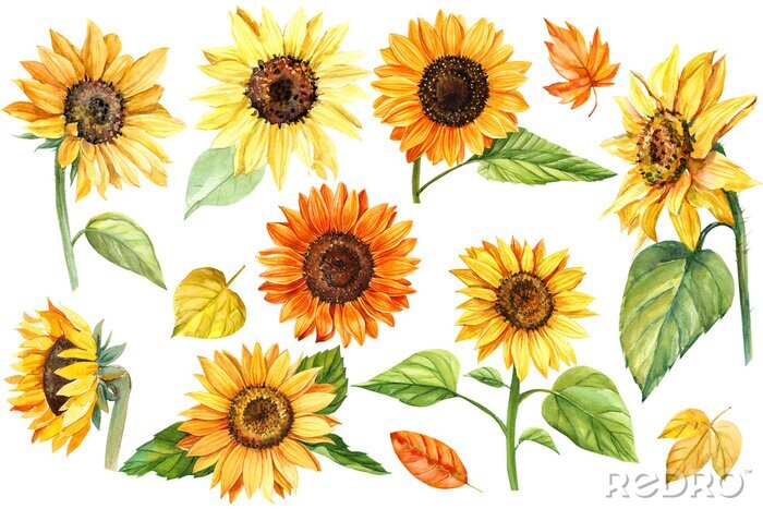 Poster  Tournesols motifs divers
