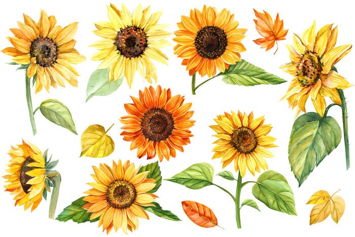 Poster  Tournesols motifs divers