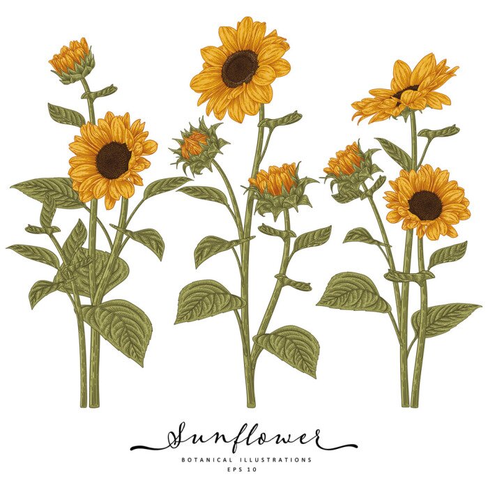 Poster  Tournesols sur une illustration botanique