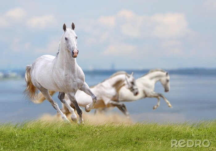 Poster  Trois chevaux au bord de l'eau