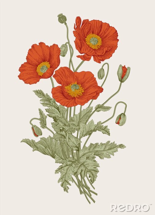Poster  Trois coquelicots dans un dessin botanique