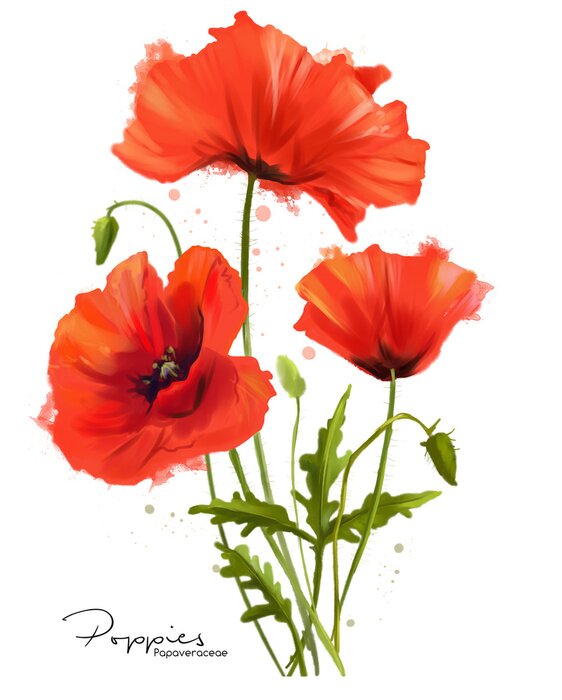 Poster  Trois coquelicots peints à l'eau