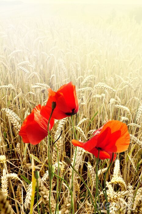 Poster  Trois coquelicots rouges sur fond de céréales mûres