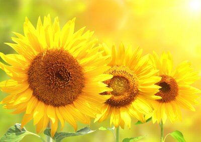 Poster  Trois fleurs au chaud soleil