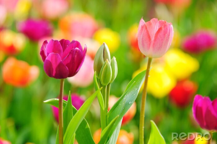 Poster  Trois fleurs au premier plan