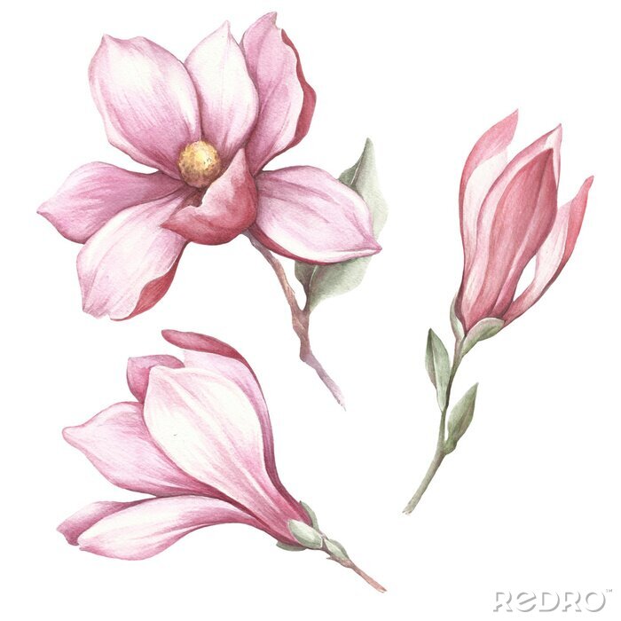 Poster  Trois fleurs de magnolia sur fond blanc