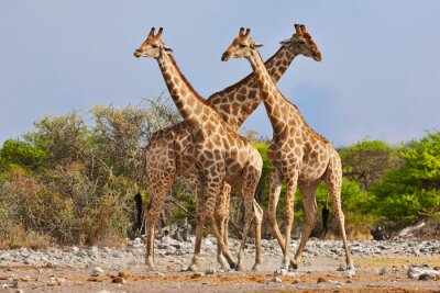trois girafes à pied dans le parc national d'Etosha
