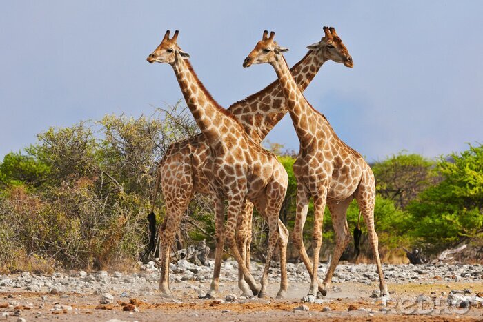 Poster  trois girafes à pied dans le parc national d'Etosha