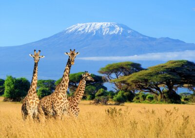 Trois girafes dans le parc national du Kenya
