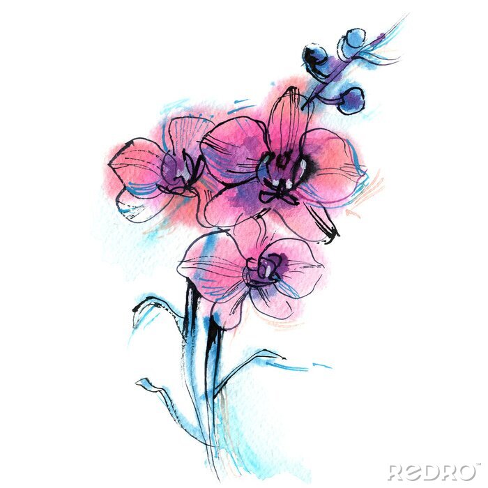 Poster  trois orchidée pourpre, branche, fleur, aquarelle croquis sur fond blanc