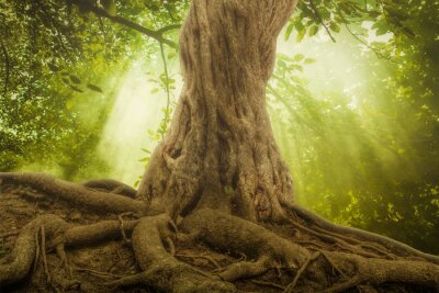 Tronc d'arbre et racines