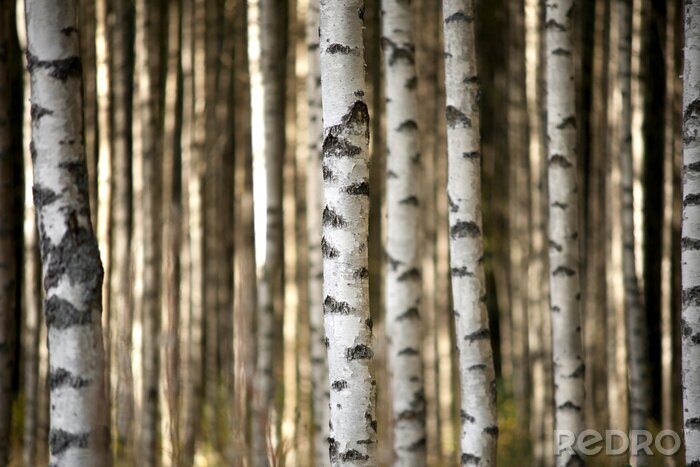Poster  Troncs de bouleaux