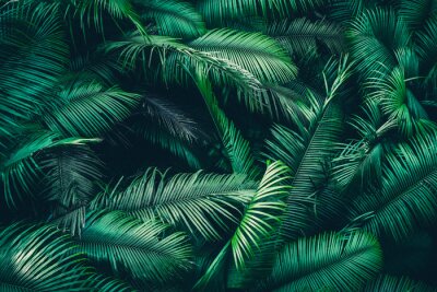 Poster  Tropical forest natural background, nature scene in green tone style