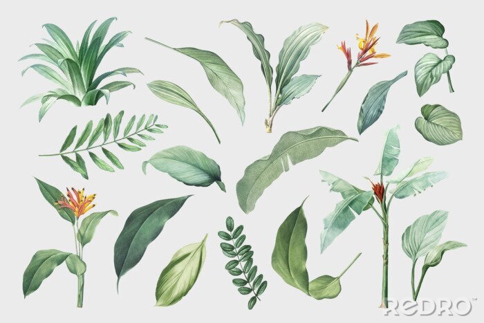 Poster  Tropical leaves and plants