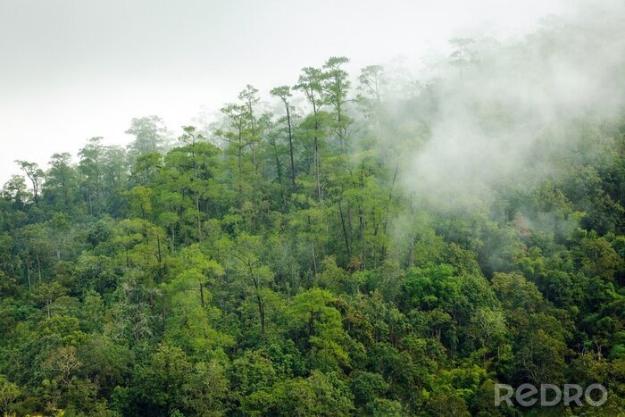 Poster  Tropiques dans la brume