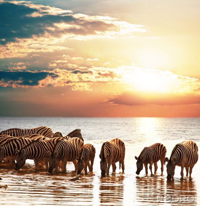 Poster  Troupeau d'animaux dans l'eau