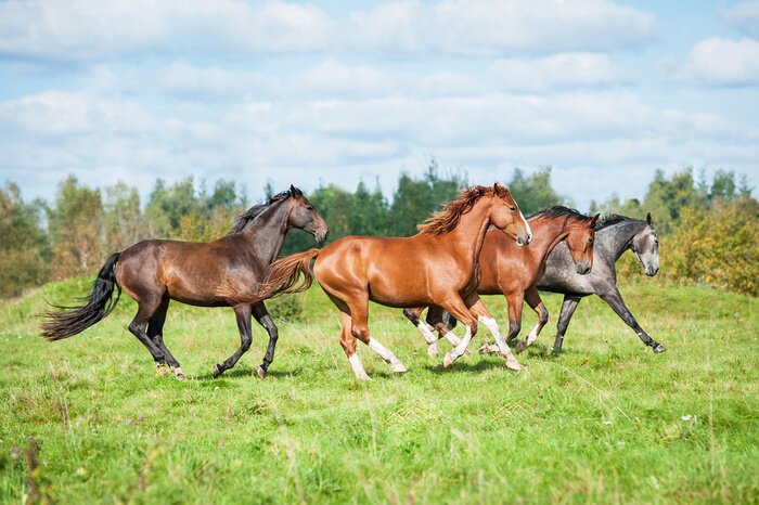 Poster  Troupeau de chevaux au galop